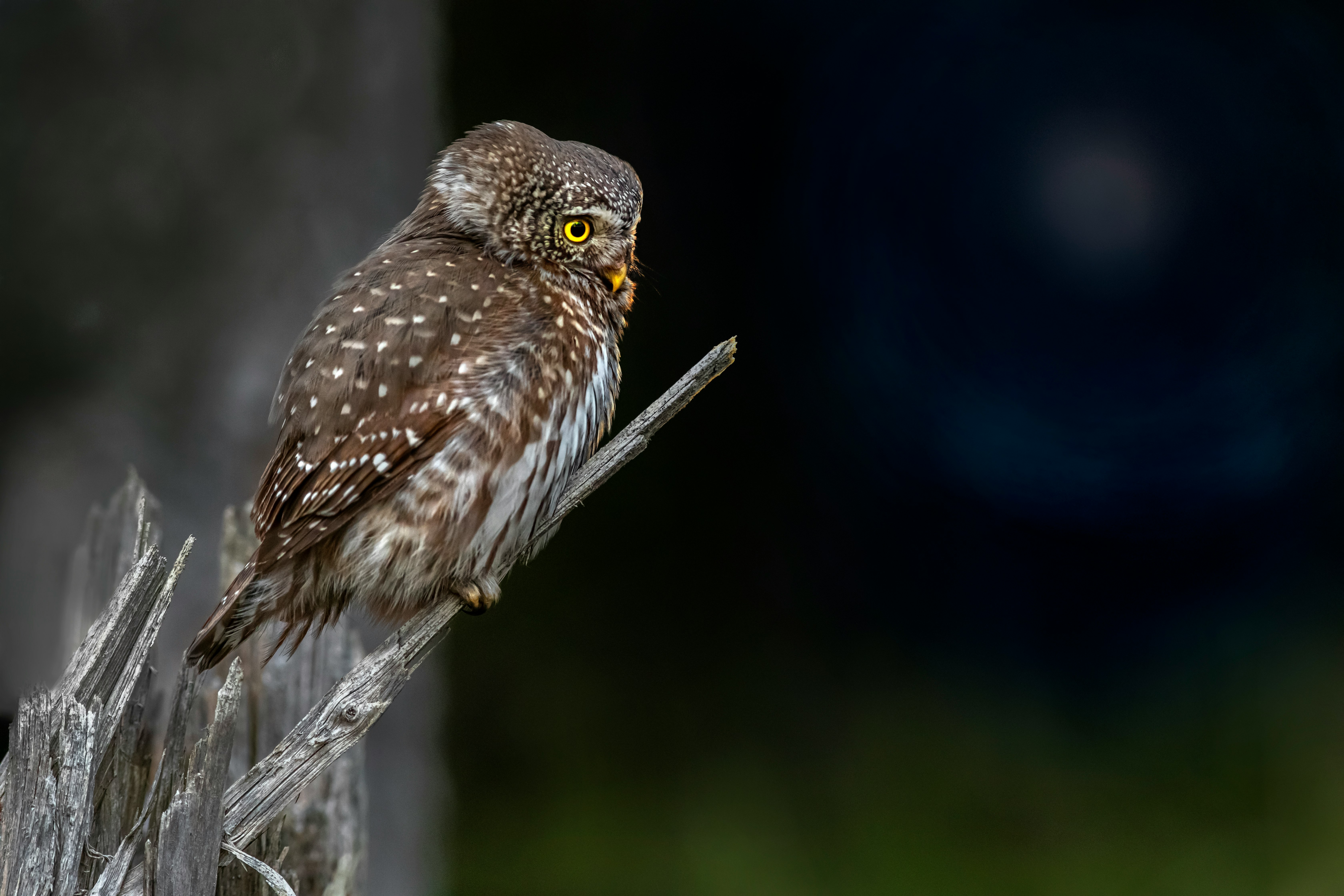 brown owl perched on tree branch